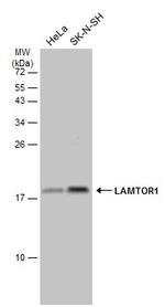 LAMTOR1 Antibody in Western Blot (WB)