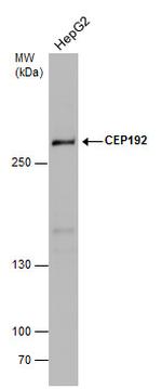 CEP192 Polyclonal Antibody