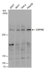 CEP192 Antibody in Western Blot (WB)