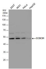 CCDC91 Antibody in Western Blot (WB)