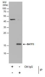 BATF3 Antibody in Immunoprecipitation (IP)
