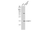 BATF3 Polyclonal Antibody