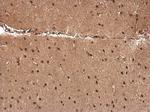 CCAR1 Antibody in Immunohistochemistry (Paraffin) (IHC (P))