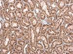 CCAR1 Antibody in Immunohistochemistry (Paraffin) (IHC (P))