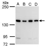 CCAR1 Antibody in Western Blot (WB)