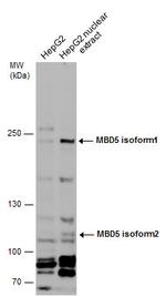 MBD5 Polyclonal Antibody