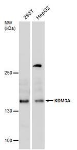 JMJD1A Polyclonal Antibody