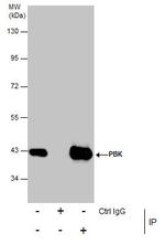 PBK Antibody in Immunoprecipitation (IP)
