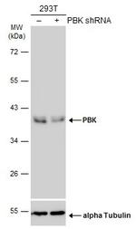PBK Antibody in Western Blot (WB)