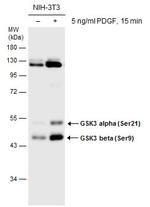 Phospho-GSK3 alpha/beta (Ser21, Ser9) Antibody in Western Blot (WB)