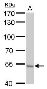RNPEPL1 Antibody in Western Blot (WB)