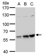PTBP2 Antibody in Western Blot (WB)