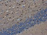 PEX5L Polyclonal Antibody