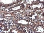 GNB4 Antibody in Immunohistochemistry (Paraffin) (IHC (P))