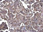 GNB4 Antibody in Immunohistochemistry (Paraffin) (IHC (P))