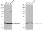 GNB4 Antibody in Western Blot (WB)