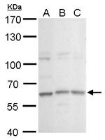 GPBP1L1 Antibody in Western Blot (WB)