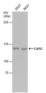 NCAPG Polyclonal Antibody