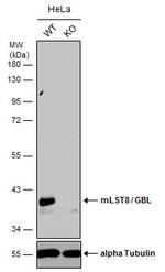 GBL Antibody in Western Blot (WB)