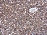 DNAJB11 Antibody in Immunohistochemistry (Paraffin) (IHC (P))