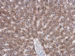 DNAJB11 Antibody in Immunohistochemistry (Paraffin) (IHC (P))