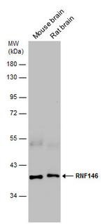 RNF146 Antibody in Western Blot (WB)