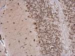 IPO5 Polyclonal Antibody