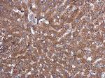 PAK4 Antibody in Immunohistochemistry (Paraffin) (IHC (P))