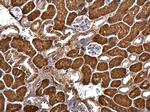 GRIP1 Antibody in Immunohistochemistry (Paraffin) (IHC (P))