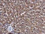 SMPD4 Antibody in Immunohistochemistry (Paraffin) (IHC (P))