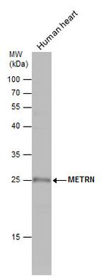 Meteorin Antibody in Western Blot (WB)