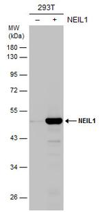 NEIL1 Polyclonal Antibody