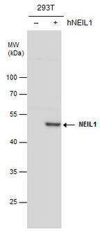 NEIL1 Polyclonal Antibody