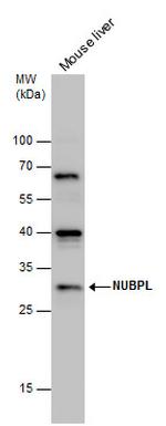 NUBPL Polyclonal Antibody