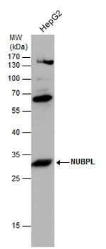 NUBPL Antibody in Western Blot (WB)