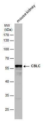 CBLC Polyclonal Antibody