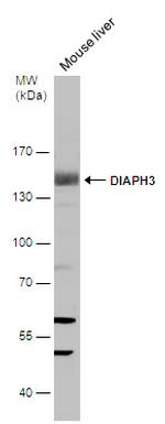 DIAPH3 Polyclonal Antibody