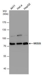 MED25 Polyclonal Antibody