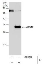ATG10 Antibody in Immunoprecipitation (IP)