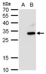 ATG10 Polyclonal Antibody