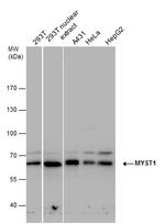 MYST1 Polyclonal Antibody