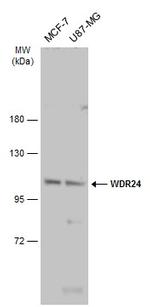 WDR24 Polyclonal Antibody