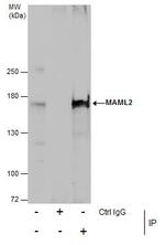 MAML2 Antibody in Immunoprecipitation (IP)