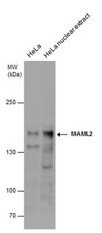 MAML2 Polyclonal Antibody