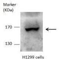 Dot1L Antibody in Western Blot (WB)