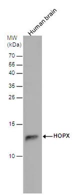 HOPX Polyclonal Antibody
