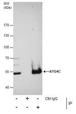 ATG4C Antibody in Immunoprecipitation (IP)