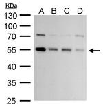 ATG4C Polyclonal Antibody