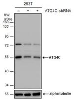 ATG4C Antibody in Western Blot (WB)