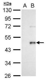 WNT3A Polyclonal Antibody
